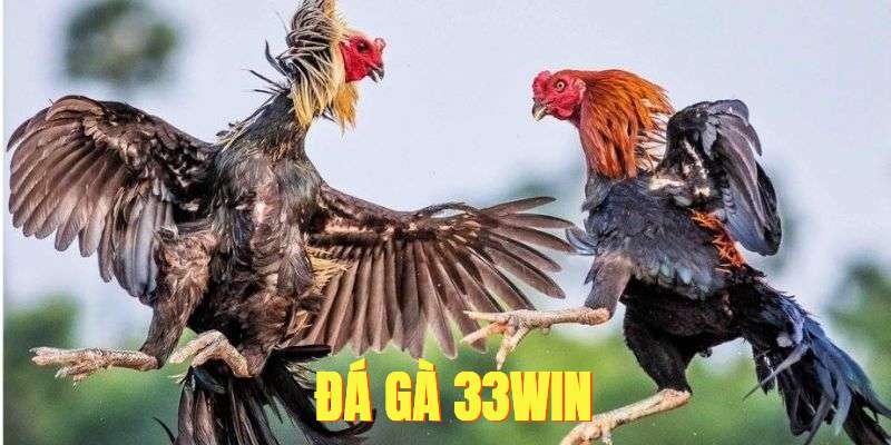Đá gà tại 33win